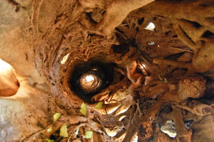 huecos que forman las ramas del árbol Banyan 