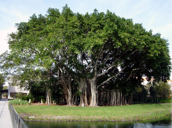 Banyan árbol 