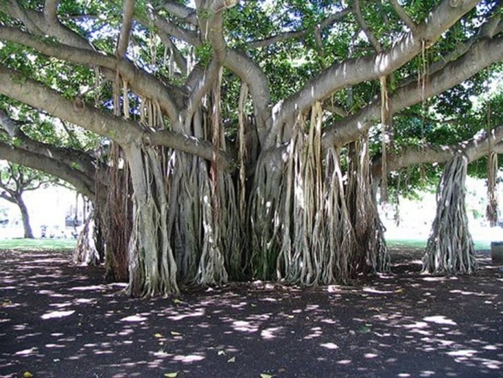 árbol Banyan ramas peculiares 