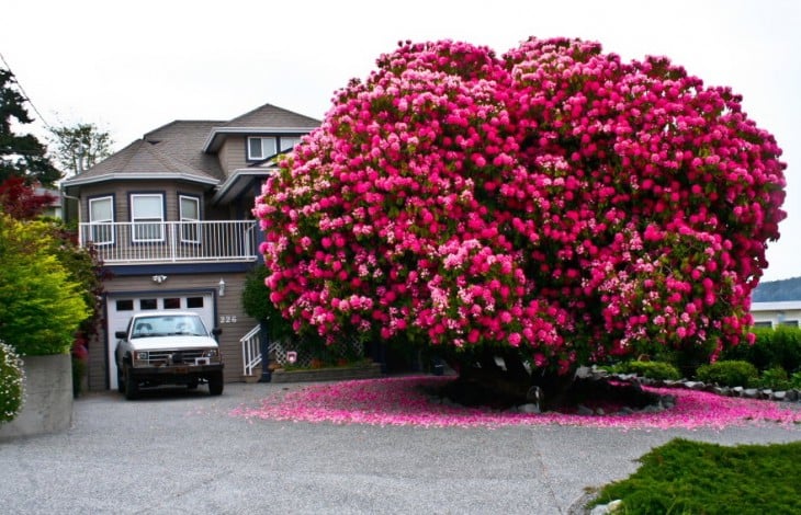 árbol en color rosa fuera de una casa 