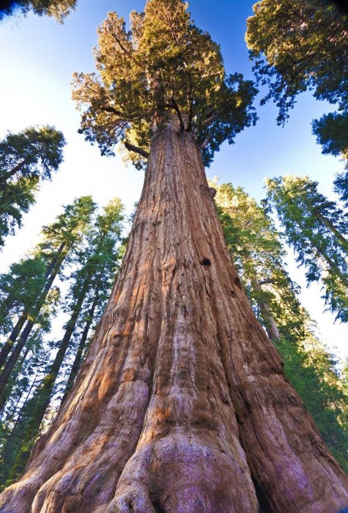 Secuoya gigante ubicada en California 