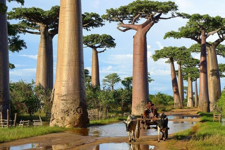 árboles boababs en áfrica 