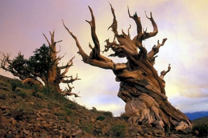 Árbol Matusalén con 4.843 años de edad 