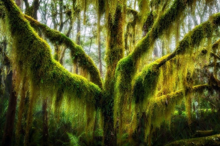 árboles con musgos colgando ubicado en Chile y Argentina 