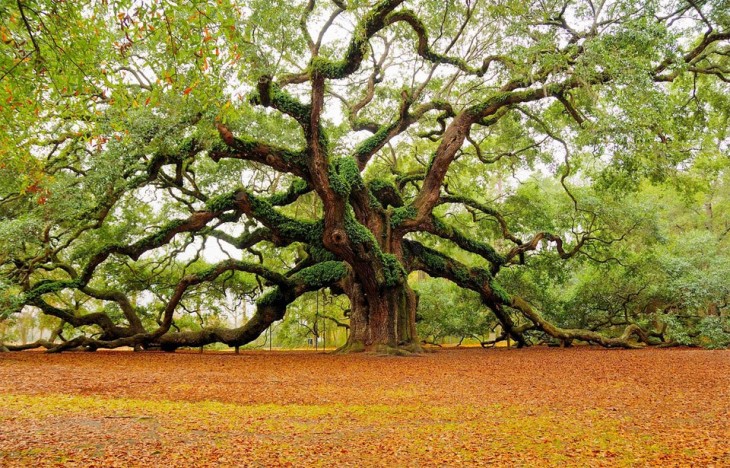 árbol ángel oak 