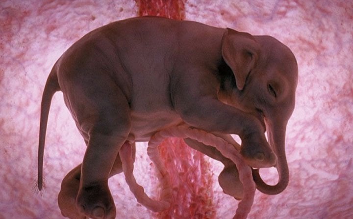 elefante en el útero