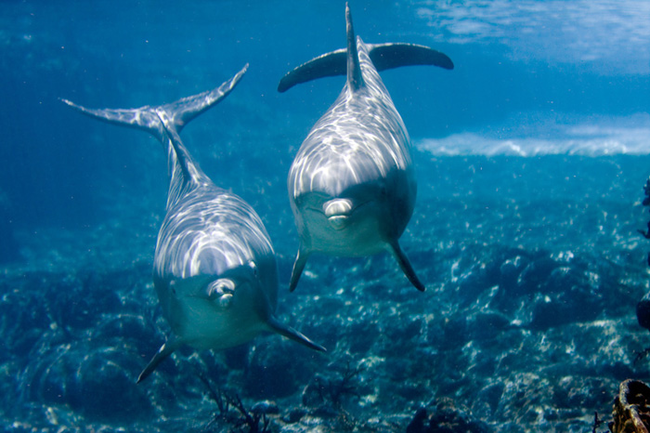 delfines embarazados