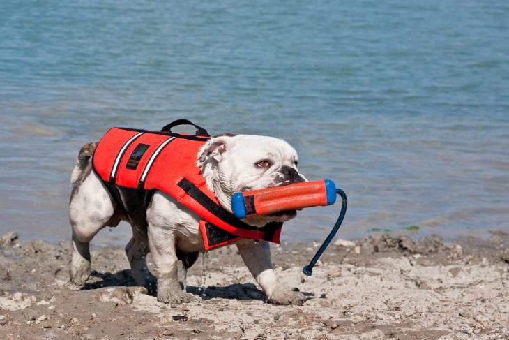 bulldog con salvavidas saliendo del mar