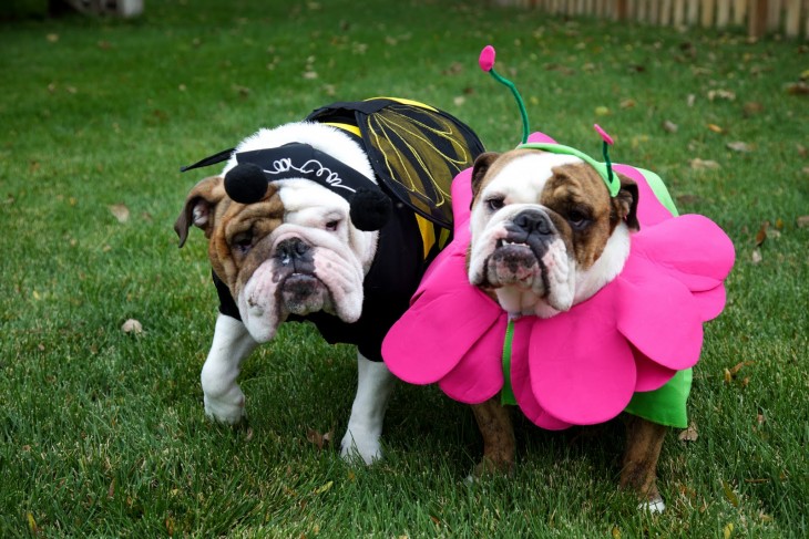 pareja de bulldogs disfrazados de abejiota y flor en halloween