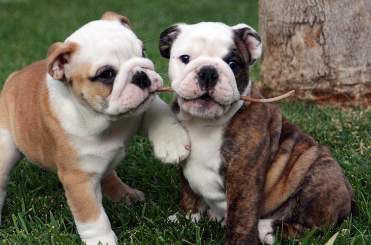 cachorros de bulldog jugando con una varita en el jardín