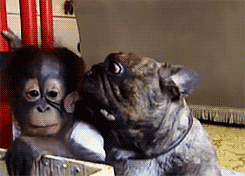 Bulldog atigrado besando a bebé changuito