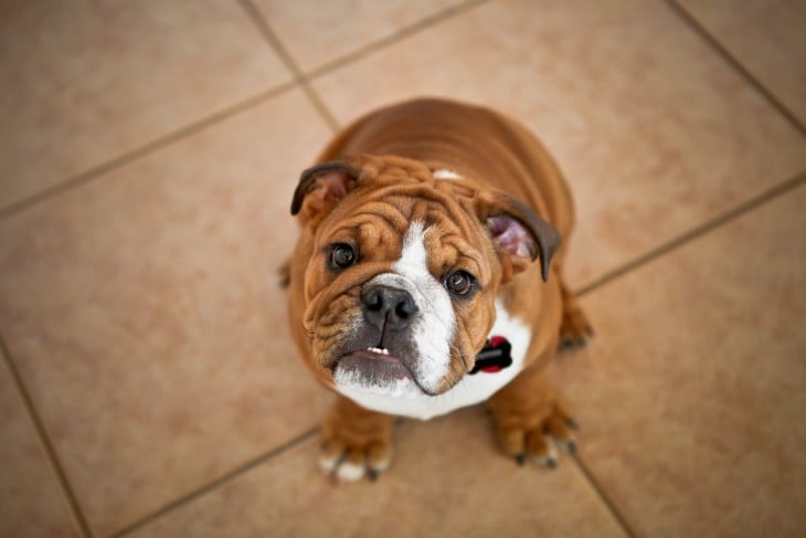 bulldog cafe esperando a que le den de comer algo