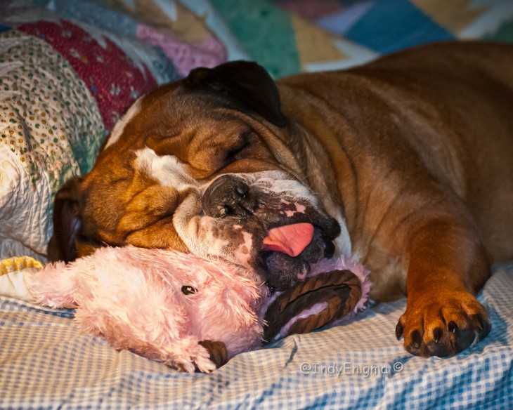 bulldog dormido con la lengua de fuera recostado en su osito de peluche