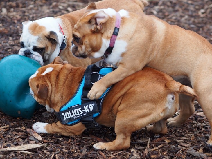 bullys peleando por jugar con la pelota azul en el bosque