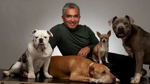 César Millan con sus perros entre ellos un bulldog inglés