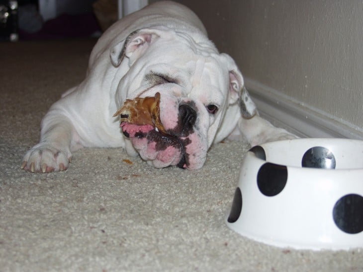 bulldog blanco comiendo acostado una pieza de pollo