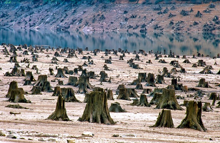 Bosque nacional de Willamette, Oregon, 99% desforestado