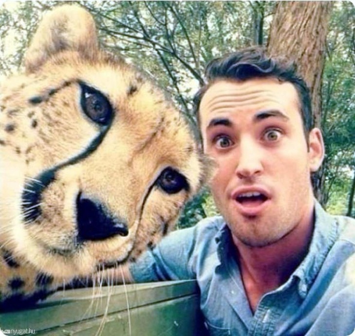 selfie con gepardo en una reserva de africa