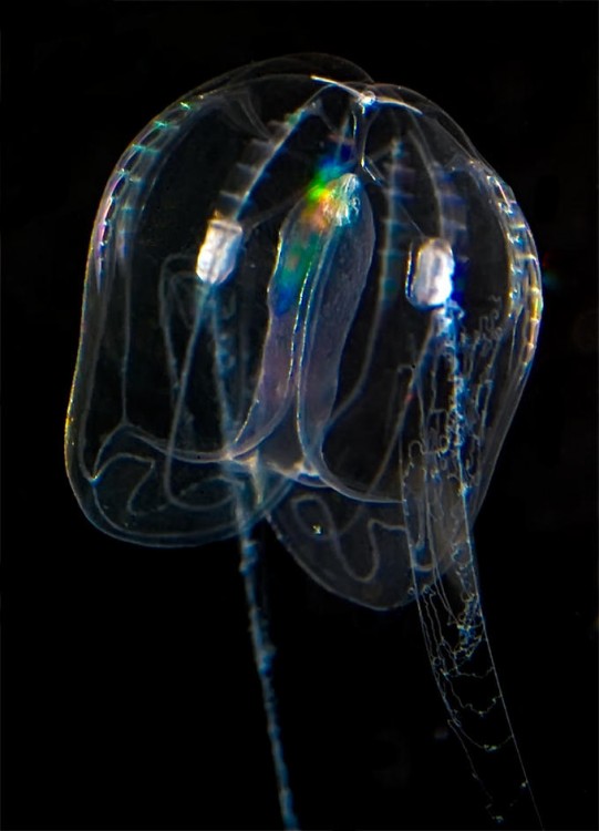 medusa del mediterraneo sus energía produce una especie de arcoiris en su interior