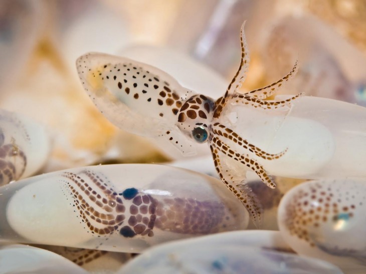 pulpo de cristal de origen tropical que viaja a atraves de todas las corrientes marinas