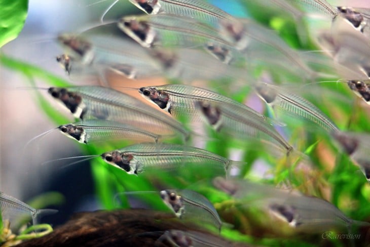 pez gato de cristal como el que se vende en los acuarios