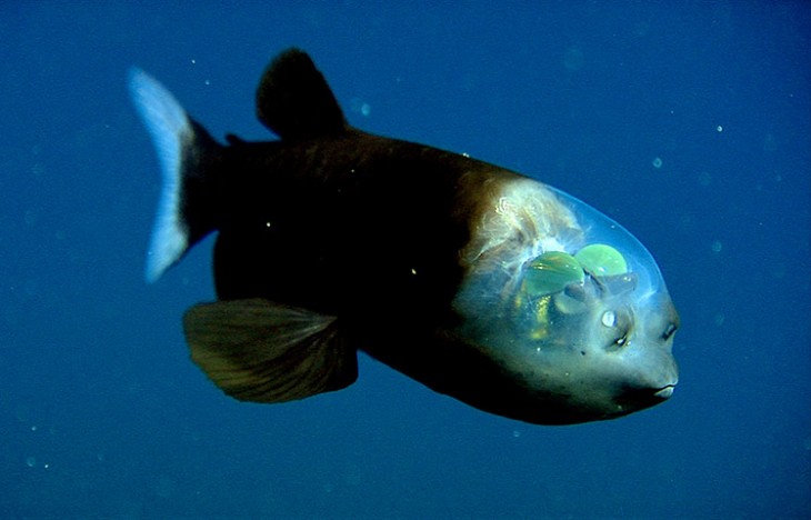 pez barreleye o ojos de abarril azul latinoamericano