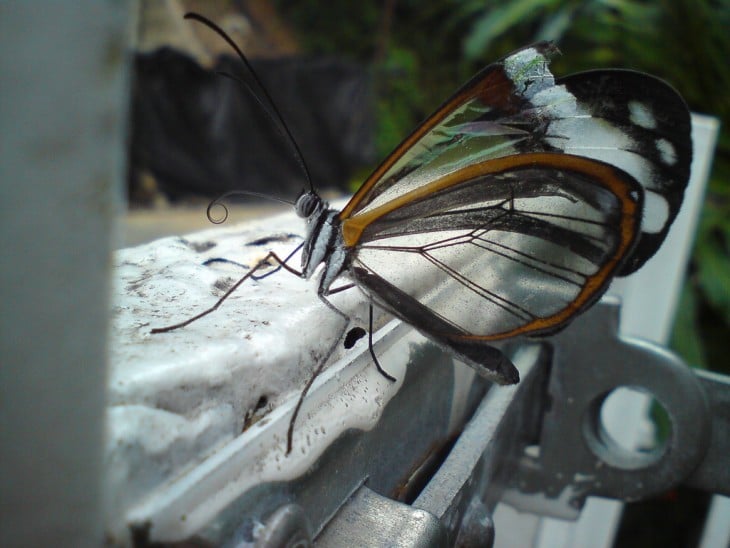 mariposa ala de cristal del grupo de las libelulas