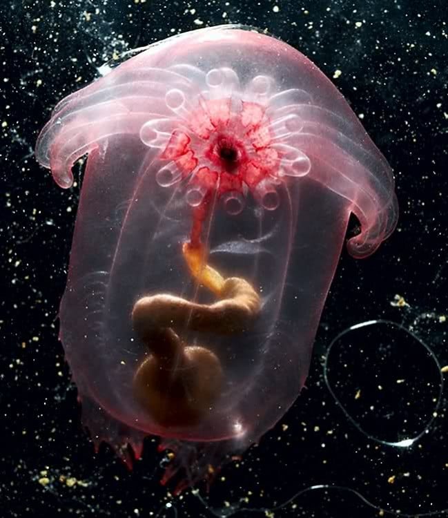 medusa pepino transparente de mar se puede ver el intestino grueso