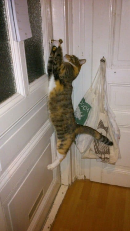 gato queriendo abrir la puerta