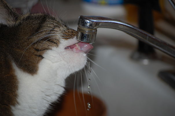 gato tomando agua de la llave