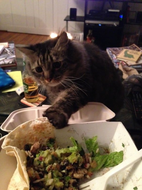 gato queriendo agarrara la quesadilla con guacamoles