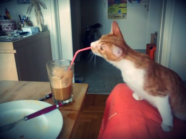 leche con popo tomada por un gato