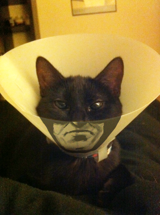 gato con cono de la verguenza simula a batman