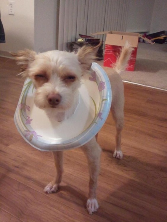 perro con un plato en la cabeza simulando un cono de la verguenza