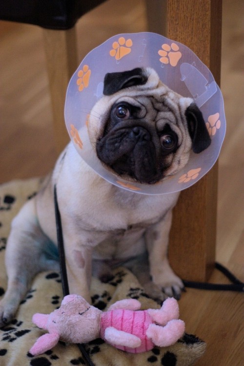 cono huellas pug