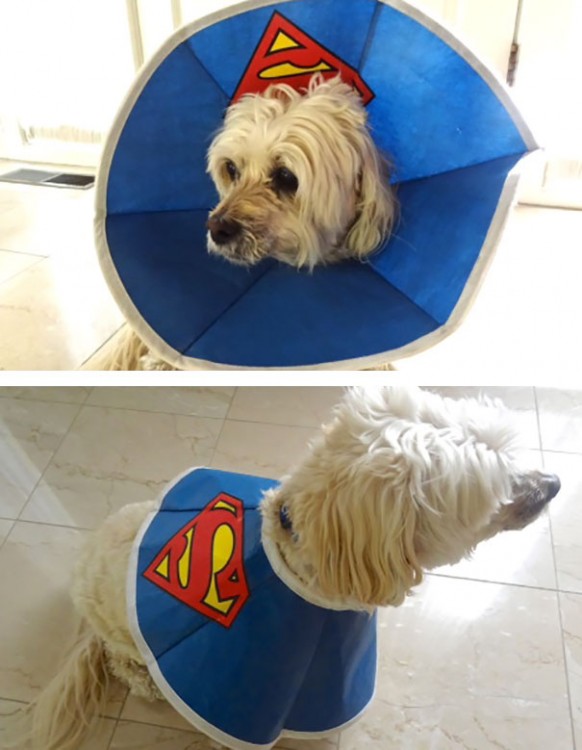 cono super perro