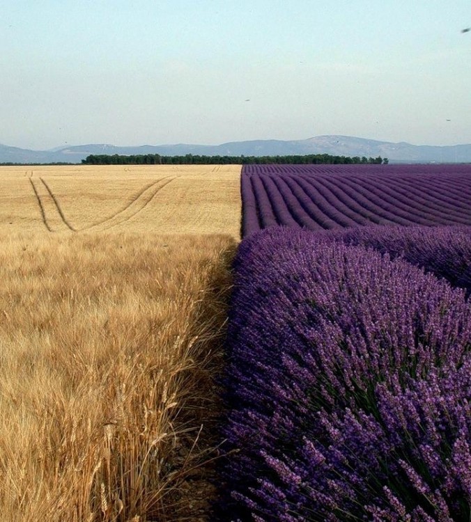 campo de lavanda