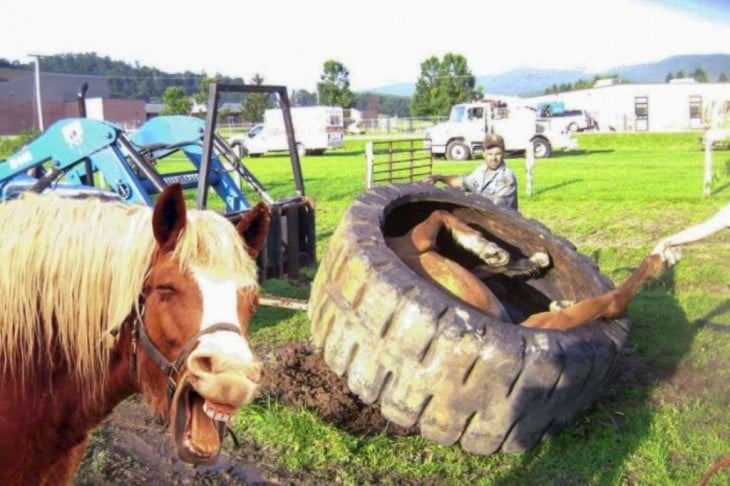 caballo se burla del otro que se encuentra metido en la llanta