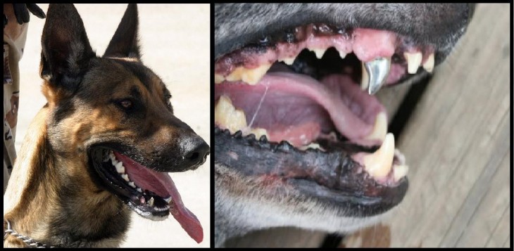 perro militar pastor aleman con colmillo de titanio