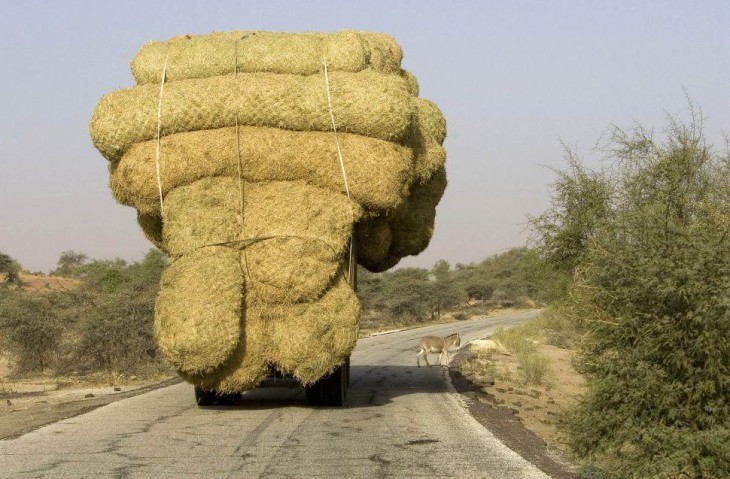 camion saturdao en paja casi atropella a burro