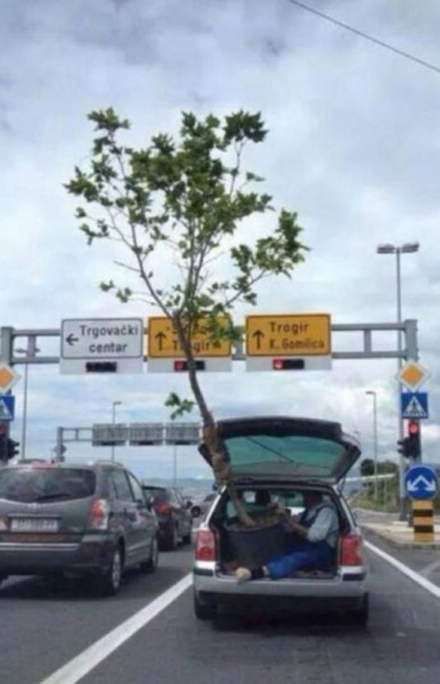 ARBOL ENORME PASANDO POR LA CALLE