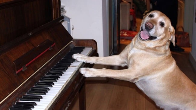 perro toca el piano