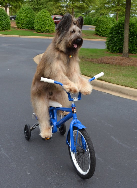 norman perro que sabe andar en bici