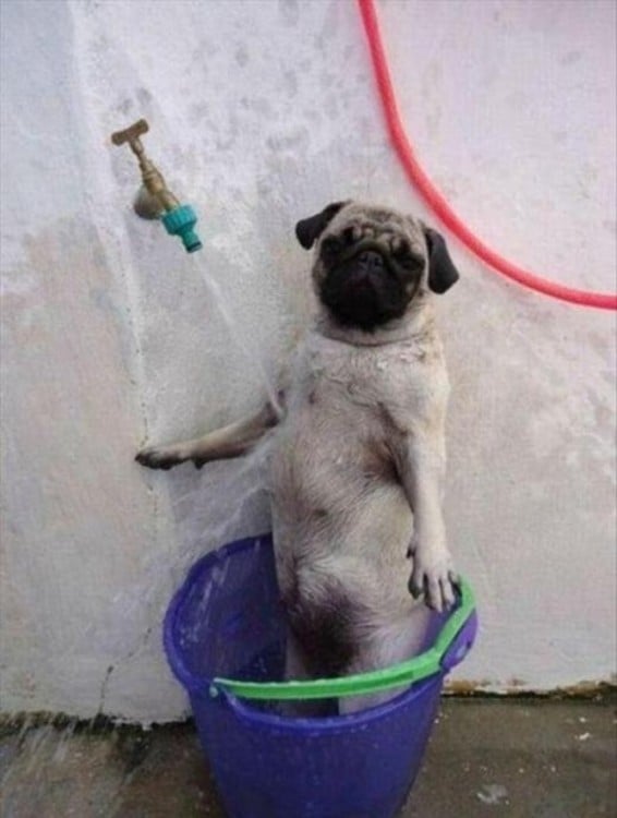 pug  bañandose en una tina al chorro de agua