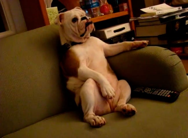 bulldog viendo la tele