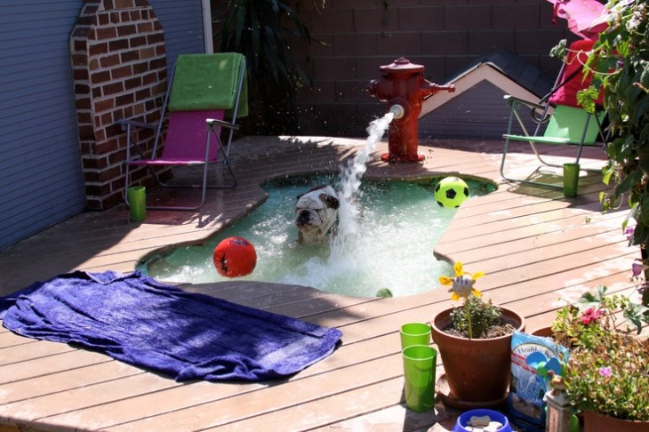 bulldog se baña en el jacuzzi