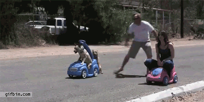 perros jugando carreras con sus dueños en unos carritos para bebé