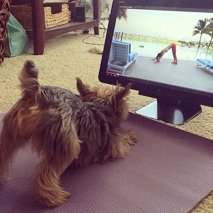 perro terrier escoces miniatura haciendo yoga