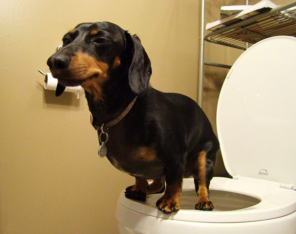 perro haciendo popo en la taza del baño de su casa