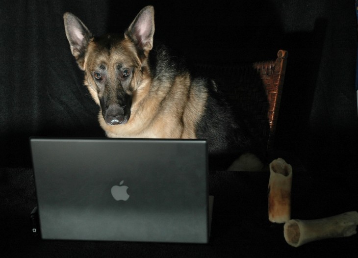 pastor aleman viendo la computadora